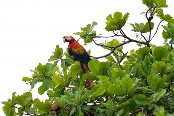 Parque Nacional Corcovado - San Pedrillo Tour de un día